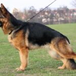 10-Most-Expensive-Dog-Breeds-In-Pakistan-German-Shepherd