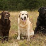 Labrador-Retrievers-three-colors