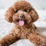 Poodle