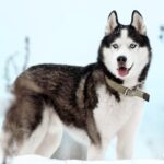 Siberian-Husky-standing-outdoors-in-the-winter