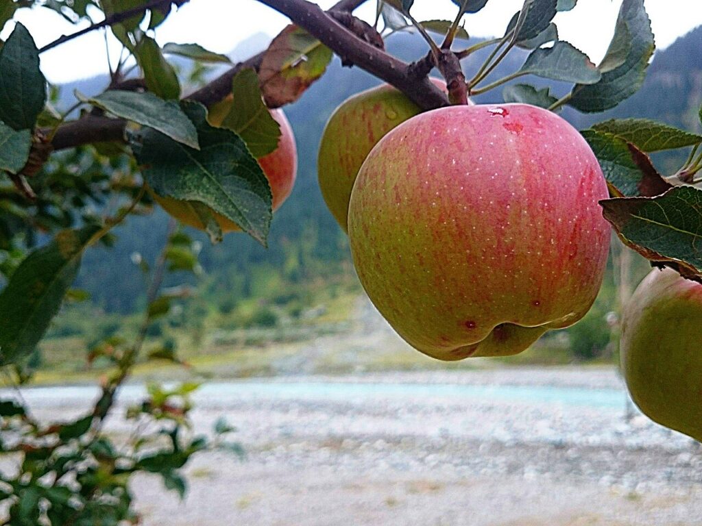 Apple – Which naturally grown fruits do we enjoy in Pakistan?