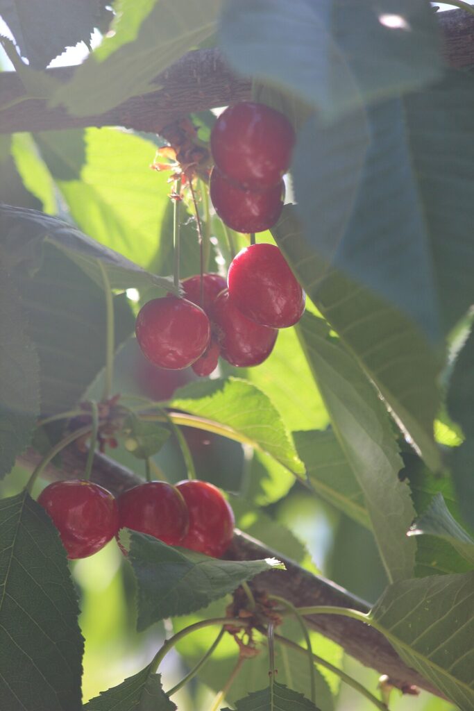 Cherry – Which naturally grown fruits do we enjoy in Pakistan?