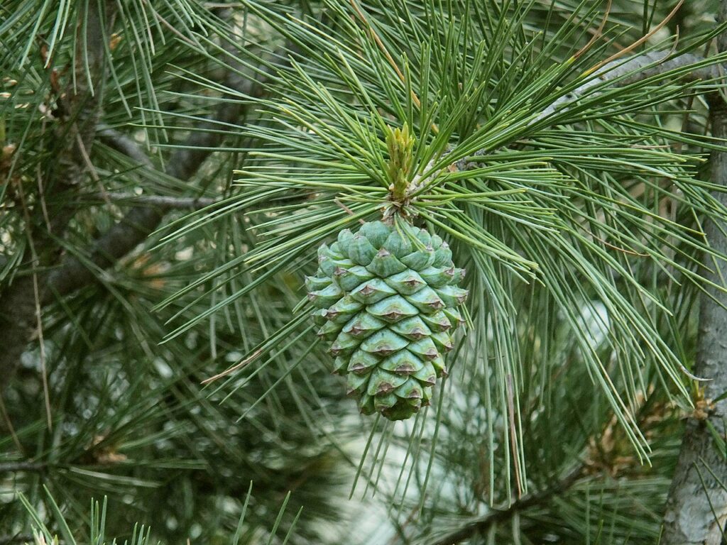 Chilgoza pine (Pinus gerardiana) cone on the tree