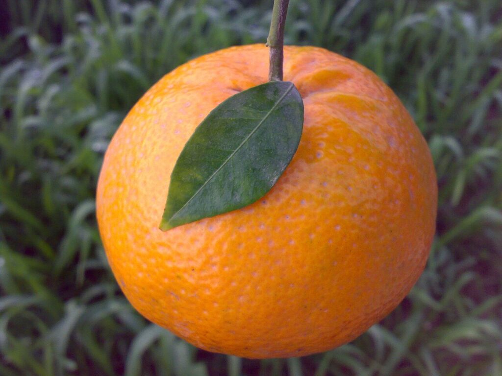 Kinnow, Pakistan’s winter citrus
